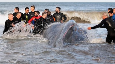 Melihat Proses Evakuasi Paus di Pantai Argentina