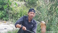 Hanya Amar yang satu-satunya punya hobi berbeda dengan kawan-kawannya. Dia keseharian mengurusi ularnya yang dia letakan di kamar di samping kiri bangunan rumah tersebut.