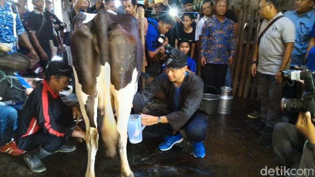 AHY belajar memerah sapi