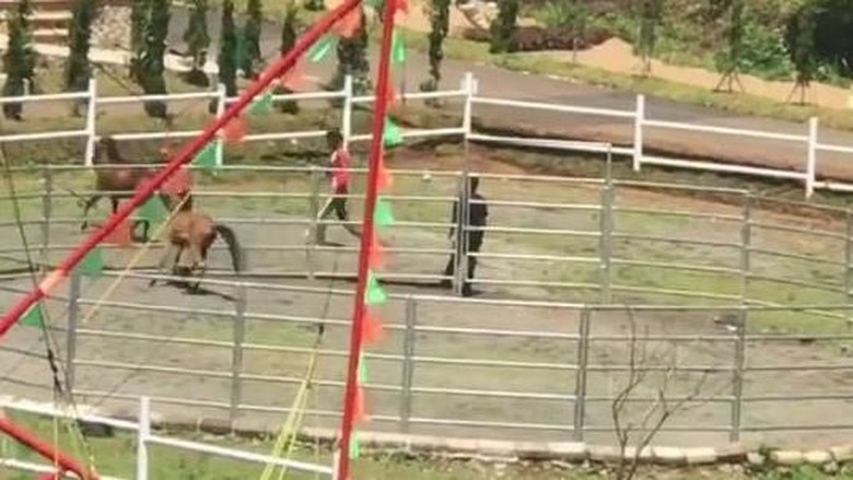 Viral Video Kuda Dipukuli dan Disiksa di Tempat Wisata Viral Video Kuda Dipukuli dan Disiksa di Tempat Wisata