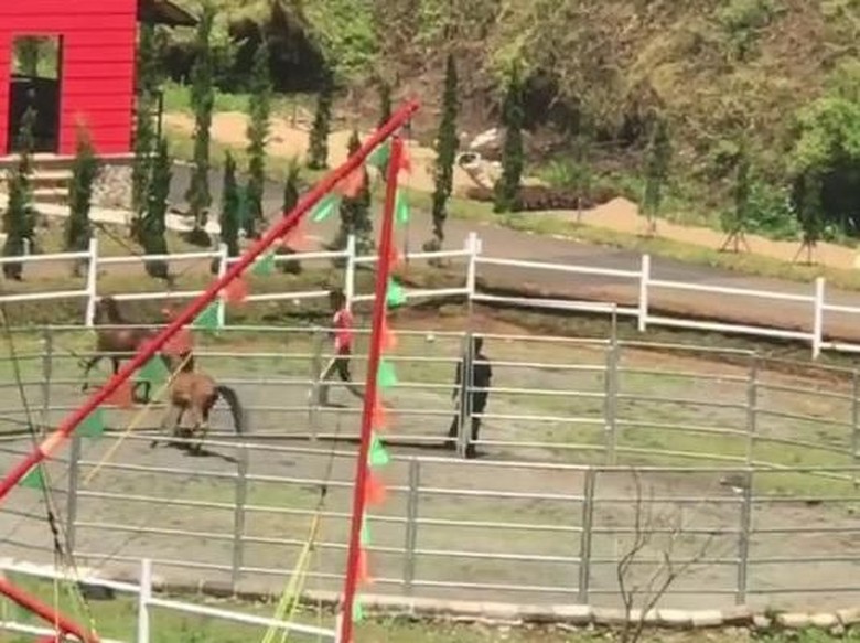 Viral Video Kuda Disiksa, The Ranch Cisarua Minta Maaf Viral Video Kuda Disiksa, The Ranch Cisarua Minta Maaf