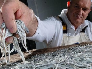 Per Kilo Rp 16,8 Juta, Bayi Belut Makanan Termahal di Spanyol