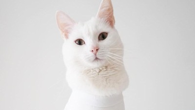 Ini Zappa, Kucing Fashionista yang Gayanya Lebih Stylish dari Kamu