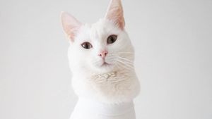 Ini Zappa, Kucing Fashionista yang Gayanya Lebih Stylish dari Kamu