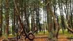 Foto: Pohon-pohon yang Menari