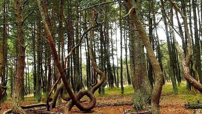 Foto: Pohon-pohon yang Menari