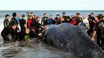Melihat Proses Evakuasi Paus di Pantai Argentina