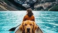 Bersampan di Danau Louise, Alberta, Kanada dengan alamnya menawan memang terasa menyenangkan. Apalagi diteman Golden Retriever yang lucu ini! (animaladdicts/ Instagram)