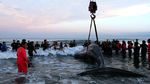 Melihat Proses Evakuasi Paus di Pantai Argentina