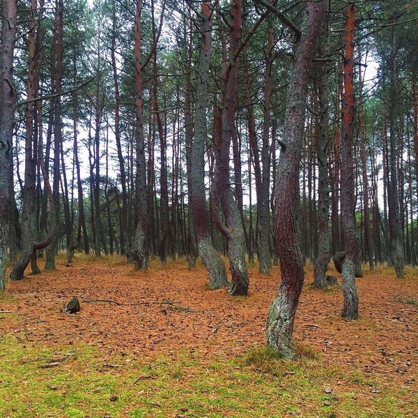 Pohon-pohon pinus unik ini ada di Dancing Forest, Curonian Spit, Kaliningrad, Rusia (nusha83/Instagram)