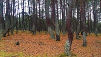 Pohon-pohon pinus unik ini ada di Dancing Forest, Curonian Spit, Kaliningrad, Rusia (nusha83/Instagram)