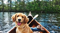 Bersampan di Danau Indian bersama anjing lucu ini pasti menyenangkan. Cuaca yang cerah, danau yang tenang dan dikelilingi pepohonan hijau bikin siapapun bahagia. (puffinandbennie)