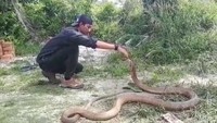 Menurut Amar, ular king kobra dengan kobra biasa memiliki perbedaan. King kobra tidak bisa menyemburkan bisa. Bisa king kobra hanya keluar