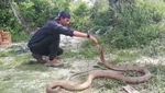 Foto: Gaya Nekat Amar Bermain dengan King Kobra 4 Meter