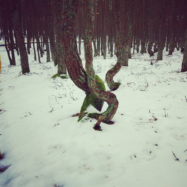 Pohon yang batangnya bengkok tak hanya satu, tapi hampir semua yang ada di hutan (viktoriyadyatlova/Instagram) Pohon yang batangnya bengkok tak hanya satu, tapi hampir semua yang ada di hutan (viktoriyadyatlova/Instagram)