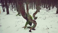 Pohon yang batangnya bengkok tak hanya satu, tapi hampir semua yang ada di hutan (viktoriyadyatlova/Instagram)