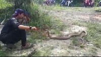 King kobra itu sesekali dikeluarkan dari kandang. Ular itu dibawa bermain di bawah pohon rindang di tempat kos Muamar di Rumbai, Pekanbaru. Pemuda asal Kabupaten Pelalawan kelahiran Solo, Jateng, itu memilih tempat kos tak jauh dari kampusnya.