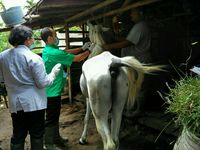 Pemasangan mikrocip di kuda ini untuk pengawasan