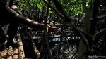 Melihat Pembibitan Mangrove di Muara Angke