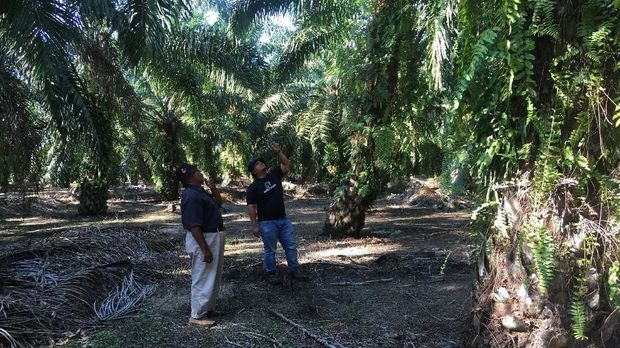Seorang petani kelapa sawit (kanan) dan konsultan Wild Asia mendiskusikan ide pertanian berkelanjutan di perkebunan dekat Johor, Malaysia 22 Maret 2018. Yayasan Thomson Reuters / Michael Taylor