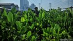 Melihat Pembibitan Mangrove di Muara Angke