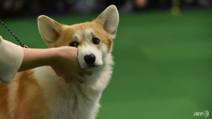 A South Korean farmer has confessed to inviting an unsuspecting neighbour eat his own dog. (File photo: AFP/Timothy A Clary)
Read more at https://www.channelnewsasia.com/news/asia/south-korean-kills-neighbour-s-dog-invites-him-to-share-meat-10128024