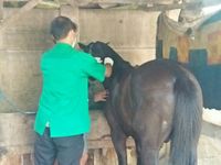 Pemprov DKI Tanam Mikrocip di Kuda di Jakarta