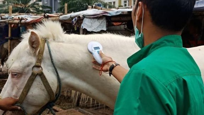 Pemprov DKI Tanam Mikrocip di Kuda di Jakarta