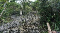 Namun, trek menuju atas puncak memang terjal dan dipenuhi oleh batu karst (Shinta/detikTravel)