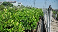 Penampakan sejumlah bibit mangrove di Hutan Mangorve Ecomarine, Muara Angke, Jakarta Utara, Rabu (11/4/2018).