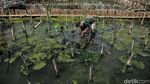 Melihat Pembibitan Mangrove di Muara Angke