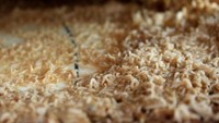 Casu marzu merupakan keju dengan harga fantastis yang lebih dikenal sebagai keju belatung asal Saridinia, Italia. Harganya sangat fantastis dan permukaan keju ini dipenuhi belatung hidup. Foto: Istimewa/iStock