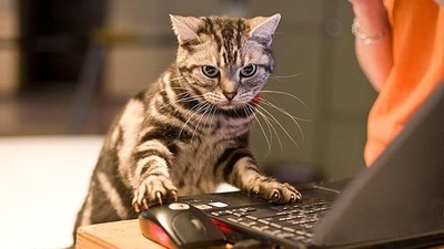 Kocak, Perubahan Tingkah Kucing Gara-gara Teknologi