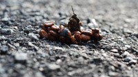 Secangkir kopi luwak asli dihargai sekitar Rp. 1,3 juta. Kopi ini difermentasi bersama kotoran binatang luwak. Ini merupakan kopi jenis asli Indonesia yang sudah terkenal di dunia. Foto: Istimewa/iStock