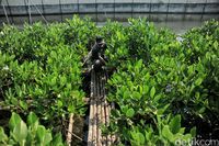 Desa di Lamongan Ini Buat Inovasi Racikan Kopi Mangrove yang Unik