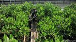 Melihat Pembibitan Mangrove di Muara Angke