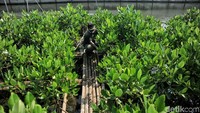 Bibit mangrove yang ditaman memiliki dua jenis yakni, Rhizopora sp dan Api Sinea.