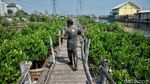 Melihat Pembibitan Mangrove di Muara Angke