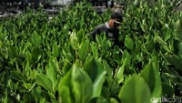 Penanaman bibit mangrove ini bertujuan mencegah abrasi pantai.