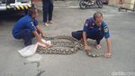 Melihat Aksi Petugas Damkar Jinakkan Piton 7 Meter