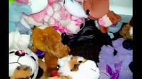 Sekilas, ular ini  cukup tersembunyi di antara mainan anak. Apalagi, ular itu berwarna hitam sama seperti dasar tempat mainan anak.