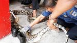 Penampakan Piton 7 Meter yang Ditangkap di Rusun Kebon Kacang