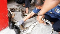 Ular itu didapatkan dari sebuah unit di Rumah Susun Kebon Kacang, Tanah Abang. Foto: dok. Jakarta Fire