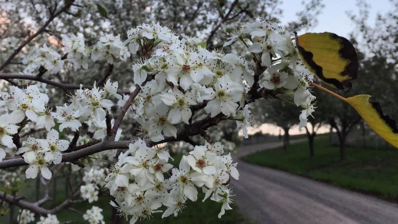 Jelaskan Perbedaan Antara Hutan Hujan Tropis Dengan Hutan Gugur