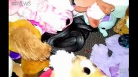Akhirnya, ular tersebut ditemukan di antara boneka anjing, beruang, dan burung. 