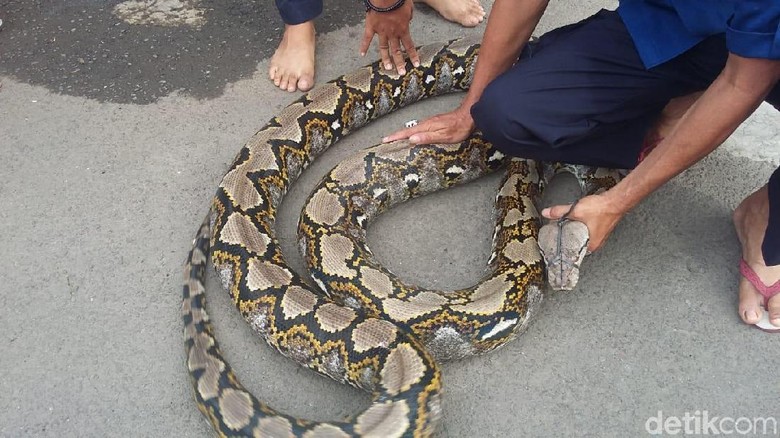 Piton 7 Meter Rusun Pondok Kacang akan Dipelihara Petugas Damkar Piton 7 Meter Rusun Pondok Kacang akan Dipelihara Petugas Damkar