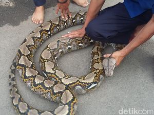 Ular Kembali Teror Jakarta, Apa Penyebabnya?