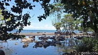 Rupanya mereka tidak masuk ke air laut. Mereka berendam di laguna mata air tawar di bibir pantai. Jaraknya 1 meter dari bibir pantai dibatasi oleh gundungkan pasir hitam. (Faruk Nickyrawi/detikTravel)