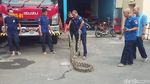Melihat Aksi Petugas Damkar Jinakkan Piton 7 Meter