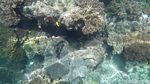 Foto Terbaru Indahnya Bawah Laut Raja Ampat